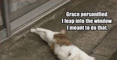 Funny Haikus Written By Cats