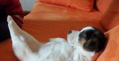 15 Animals Who Can Help You With Your New Year's Resolution To Hit The Gym