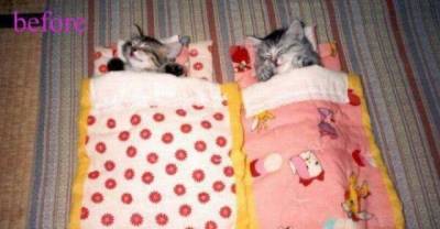 20 Adorable Before And After Pictures of Kittens Growing Up