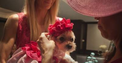 Dog With Terminal Cancer Gets Her Own Bridal Shower