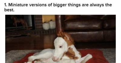19 Reasons Why Therapy Mini Horses Are The Most Amazing Creatures Of All Time