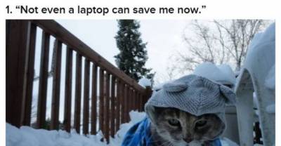 16 Cats Who Are Already Sick And Tired Of The Winter