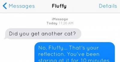 This Is Exactly What Would Happen If Your Cat Could Text