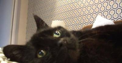 Poor little Tuxie....his life is so hard and he is sooooooo sad