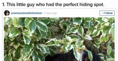 19 Bernese Mountain Puppies Who Just Want To Make Your Day Better