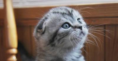 Oh my God, look at their ears! 18 Delightfully Expressive Scottish Fold Cats