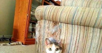 These 20 Animals Have Made Horrible Decisions - And They REALLY Regret Them