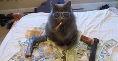 They Robbed To Get Money! 17 Hilarious Gangsta Cats With Weapons
