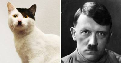 17 Hilarious Cats That Resemble Some Human Characters