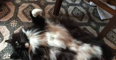 Cats Who Really Nailed Being A Cat