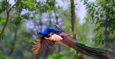 Many people wonder about can peacocks fly? Here are some Rare images of Flying Peacock
