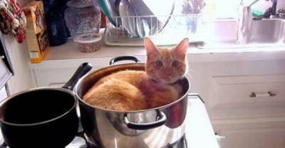 16 Pieces Of Cat Logic That Are So Purrfect