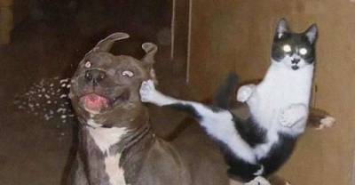 These Cats Are Training For Ultimate Ninja Acclaim (Not Just Being Weird Cats)