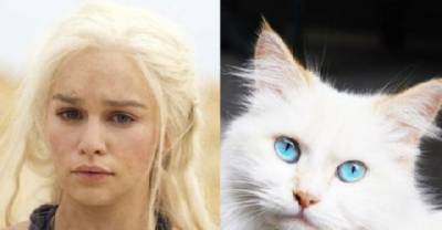 Cats as The Game of Throne Cast
