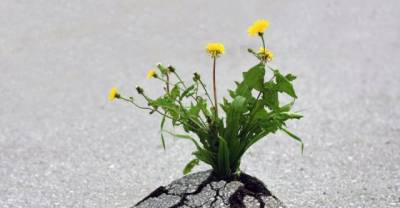 20 Most Inspiring Resilient Plants That'll Make You Want To Never Give Up In Life