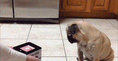 11 Animals Who Were Totally Not Expecting That
