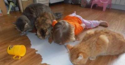 20 Kids Who Completely Forgot They're Not Animals