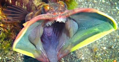 15 WTF Fish That Will Make You Stay Out Of The Water