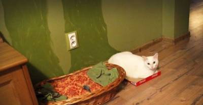 14 Examples Of CAT LOGIC That Will Give You A Smile On Your Face