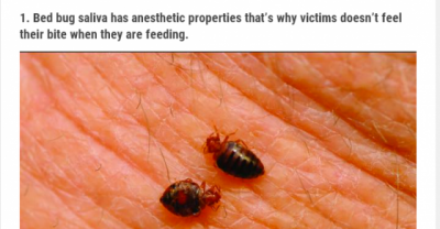 16 Creepy, Crawly Facts You Need To Know About Bed Bugs That Will Leave You Totally Numb