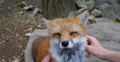 Cutest Place on Earth Probably, The Fox Village in Japan