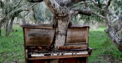 16 incredible trees that have adapted to their surroundings