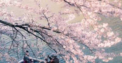 Cherry Blossom - Is It The Blossom Of Your Life Too?