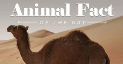 Hilarious Animal Facts Everyone Must Use In Conversation