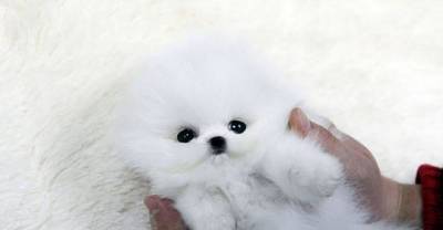 It's Hard To Believe That These Pupies Are Not Stuffed Animals