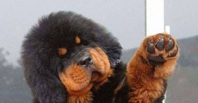 These Puppies Are So Cute It's Unreal. So Unreal, They Actually Look Like Stuffed Animals