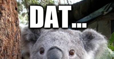 15 Of The Best "Surprised Koala Bear" Memes