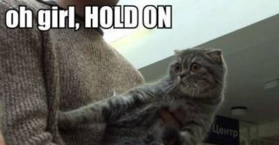 12 Hilarious Cats With Even Funnier Captions