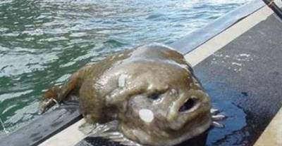 14 Creepy Creatures of Nature That Look Like Monsters!