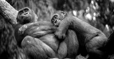 Cutest Love Exhibition by cute Animals
