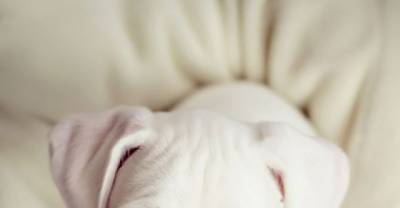 20 Unusually Beautiful Animals With Different-Colored Eyes