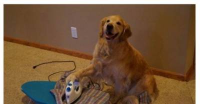20 Times Tumblr Was Funny About Animals Part II