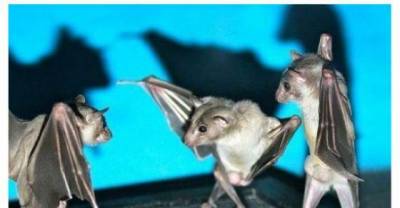 20 Times Tumblr Was Funny About Animals Part I