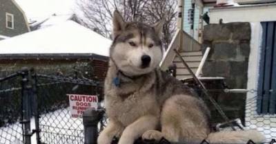 12 Dogs Who Think They&rsquo;re Cats