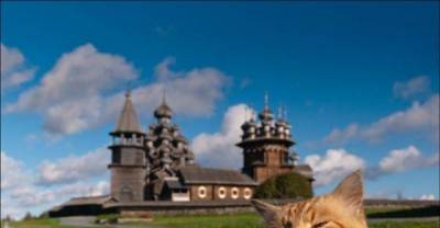 19 Stunning Pictures Of Cats In Incredible Places Around The World