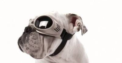 Show Your Love To Your Dog. 40 Insanely Clever Products Your Dog Deserves To Own Part 2