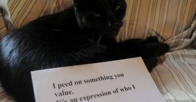 20 Cats Who Felt So Guilty, They Had To Confess These Secrets