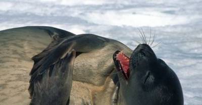 A Dose Of Laughing Animals To Brighten Your Day