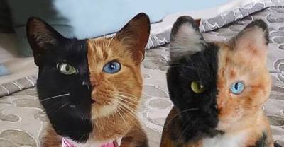 Your Pet Won't Feel Lonely Anymore When You Give Them Their Exact Plush Replicas