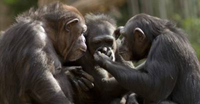 10 Ways Monkeys Are More Like Us Than We Think