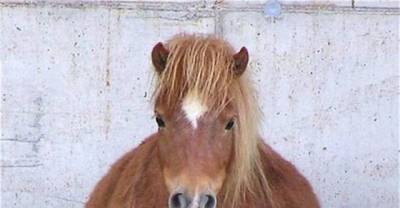 16 Enormously Pregnant Animals That Are Enormously Cute