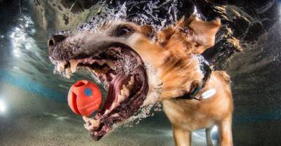 10 Dogs That Look Like Life Threatening Monsters When They Want Their Chew Toys