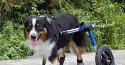 How to spread a smile on handicapped dogs with technology