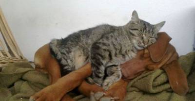 10 Cats who use Dogs as Pillow