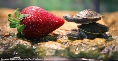 20 Tiny Turtles That Will Totally Melt Your Heart