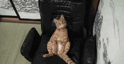 19 Sacrifices Cat Owners Eventually Make